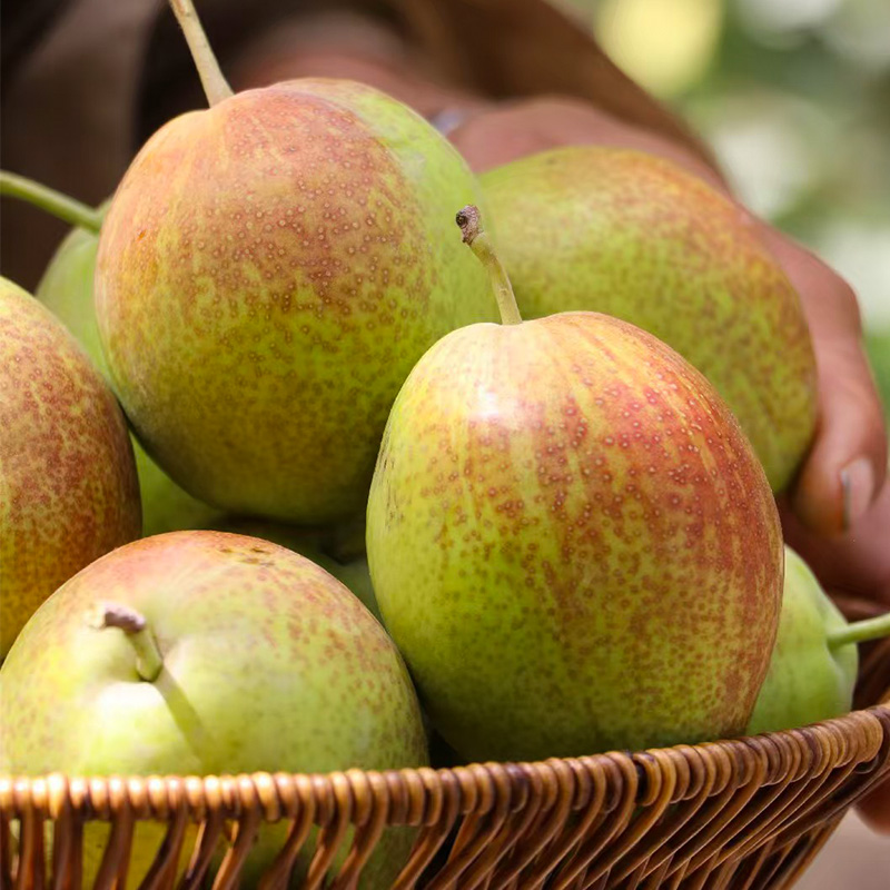 产地直发新疆库尔勒香梨全母梨水果新鲜当季整箱