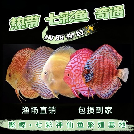 七彩神仙鱼热带淡水观赏中小型活体高品质苗渔场直销好养4-5厘米