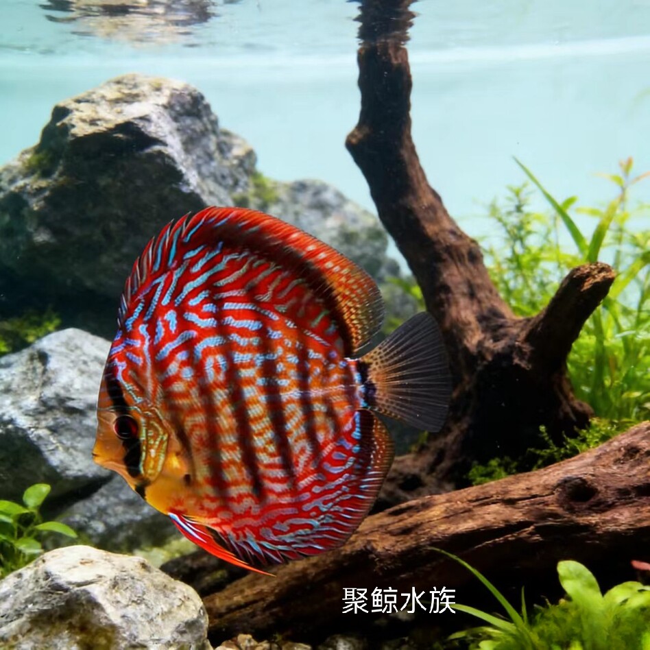 七彩神仙鱼热带淡水观赏中小型2-3CM苗好养渔场直销包损到家