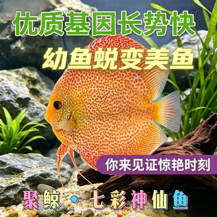 七彩神仙鱼热带淡水观赏中小型活体高品质苗渔场直销好养包损到家