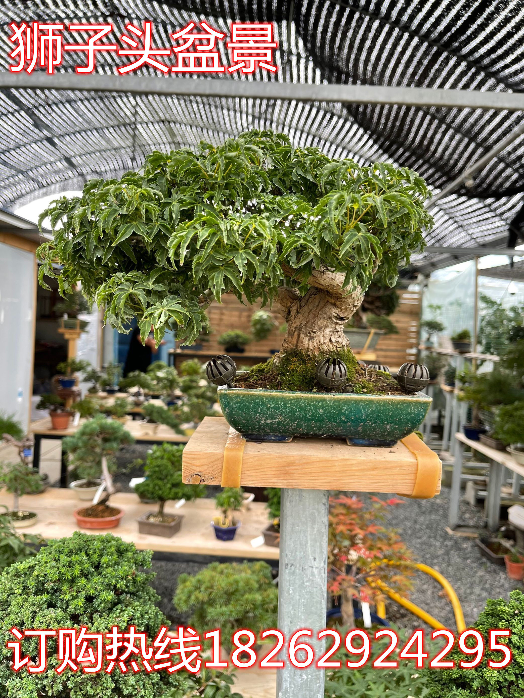 日本进口高档精品矮霸狮子头红枫树大树型盆景原生实物老桩枫树