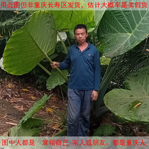 花奴缘象耳芋大野芋大叶超大植物