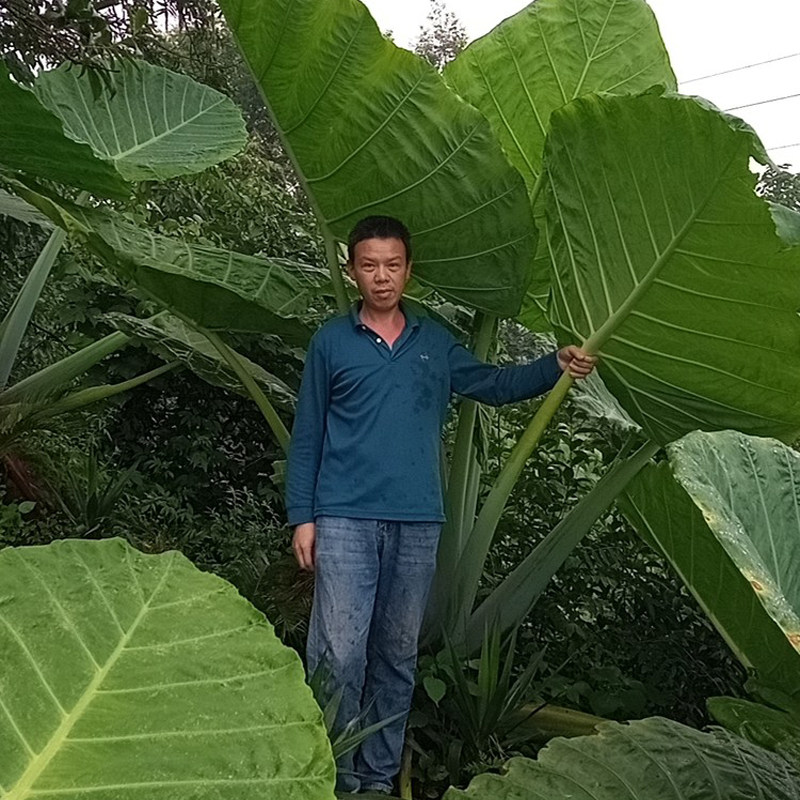 花奴缘象耳芋大野芋庭院巨型常绿植物苗大型观叶大叶植物室外盆景