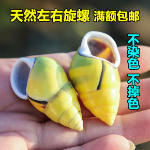天然海螺贝壳左右黄旋螺 小黄螺鱼缸造景 地台装饰