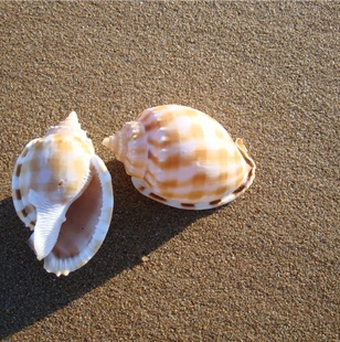 寄居蟹专用壳鱼缸 西瓜螺 天然海螺贝壳鱼缸水族 地中海