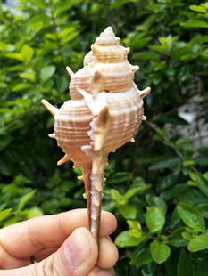 天然海螺刺螺 骨螺 海星 贝壳 鱼缸造景摆件地台地中海家居装饰