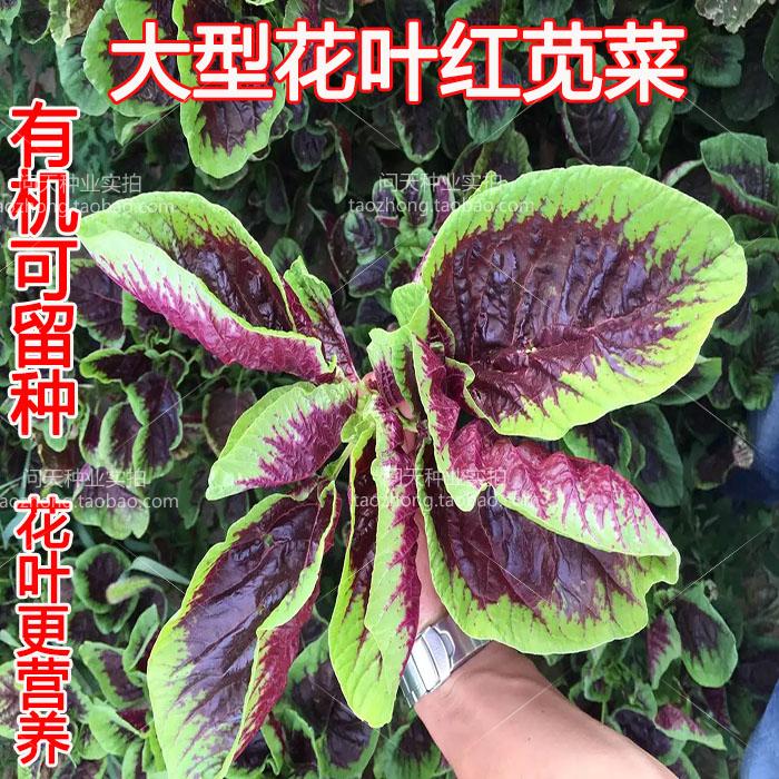 春秋播【红苋菜种子】长寿菜种子 特价春播蔬菜种子 野菜种子含铁