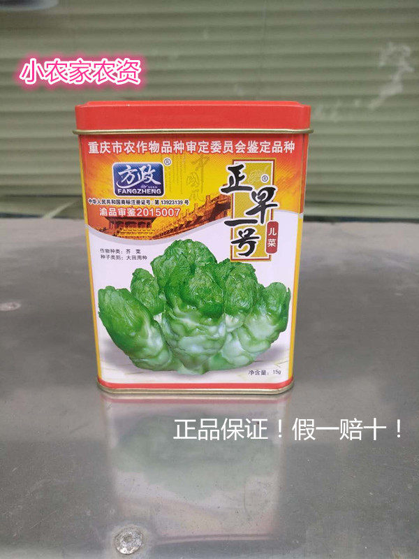 春秋播包邮早熟儿菜种子正早一号儿菜种子娃娃菜种子背儿菜四川重