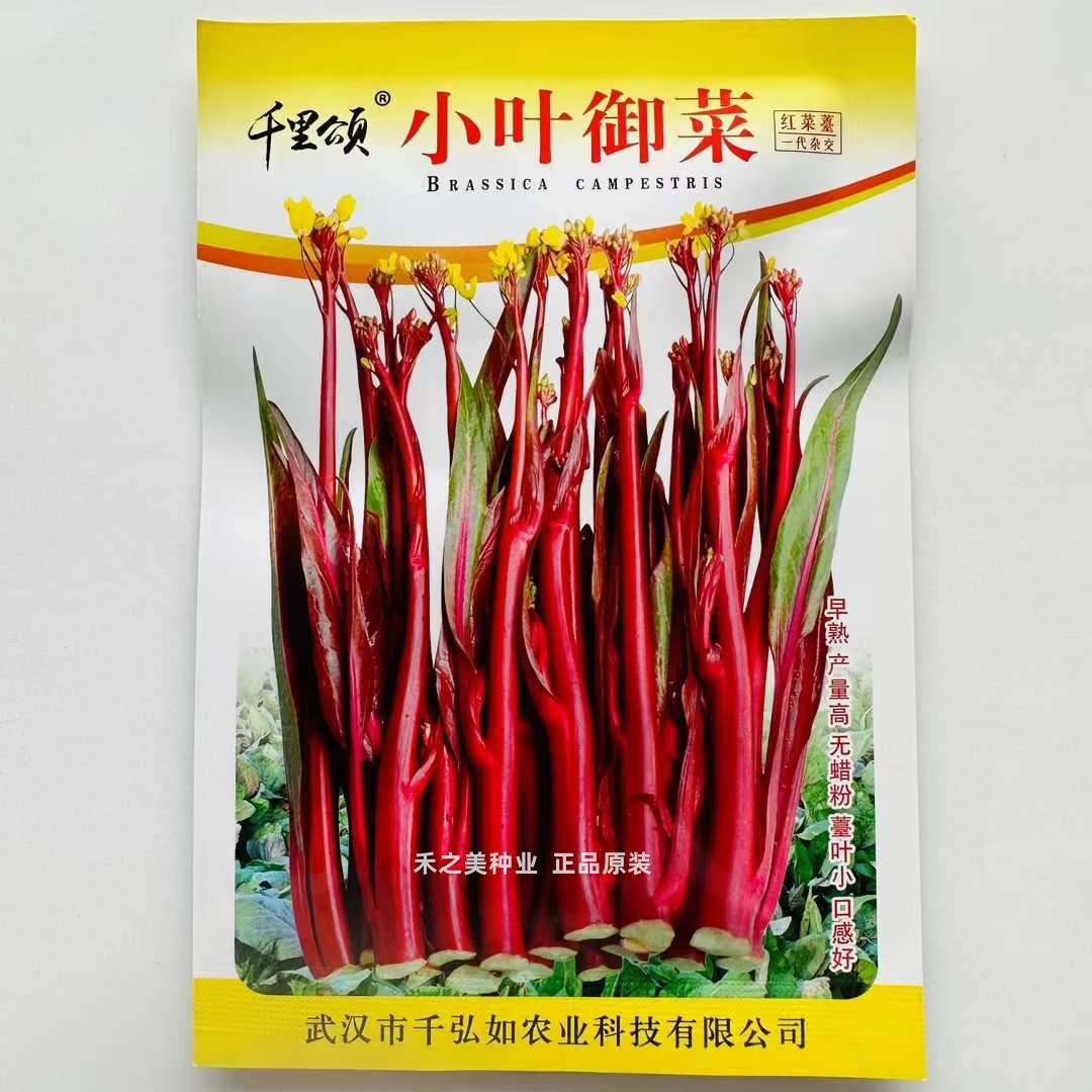 杂交红菜苔种籽抗病耐热耐寒春秋季秋播种菜心菜苔种子四季蔬菜种