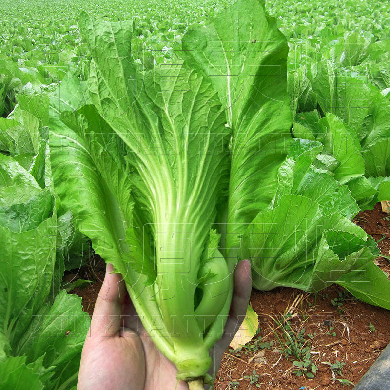 春秋播广东芥菜种籽四季播大肉包心芥兰春秋种蔬菜种孑子水东芥客