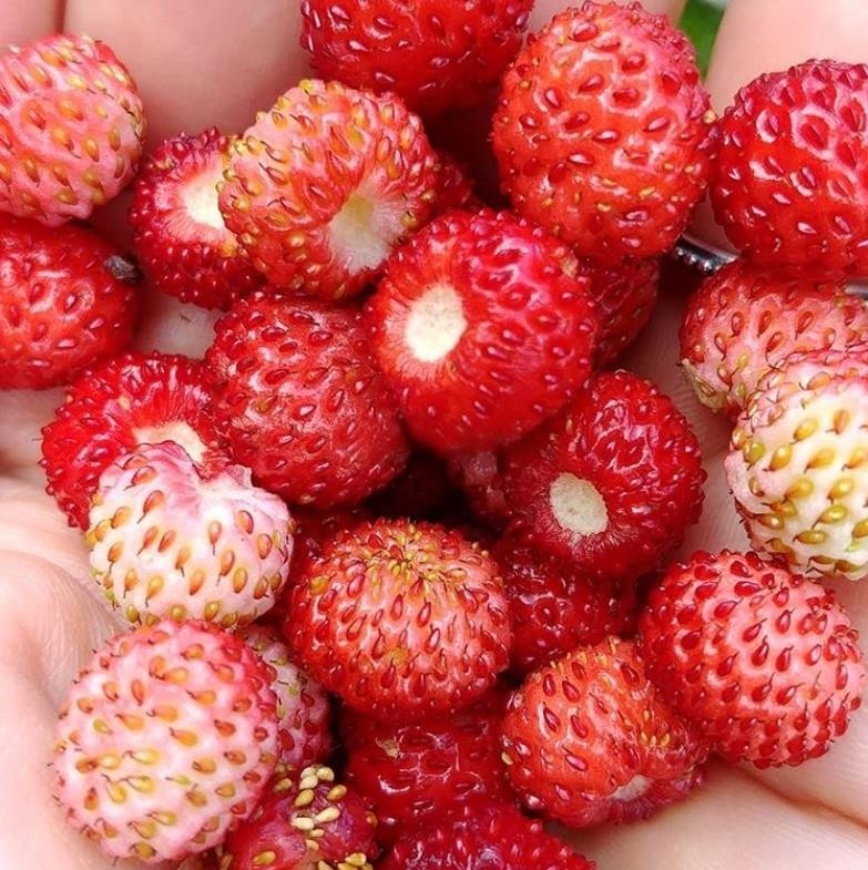 春秋播荒漠一瞥 浆果乐园 高山草莓种子 林地草莓 阳台盆栽观赏进