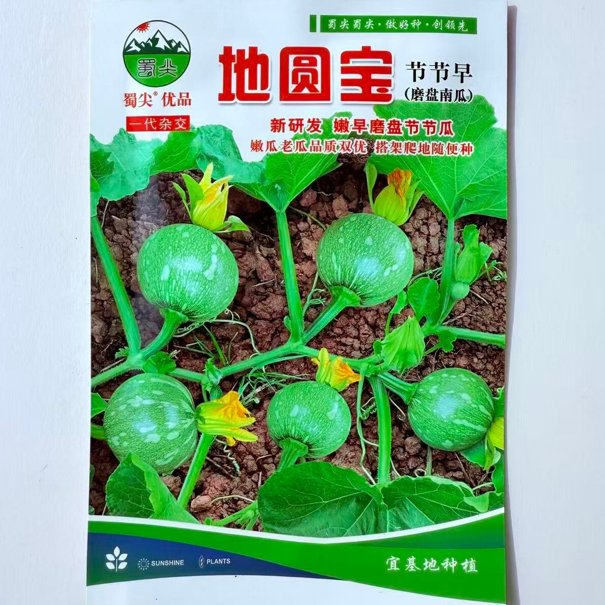 地圆宝嫩南瓜种子高产杂交特早熟厚肉节节早磨盘南瓜种籽孑品质好