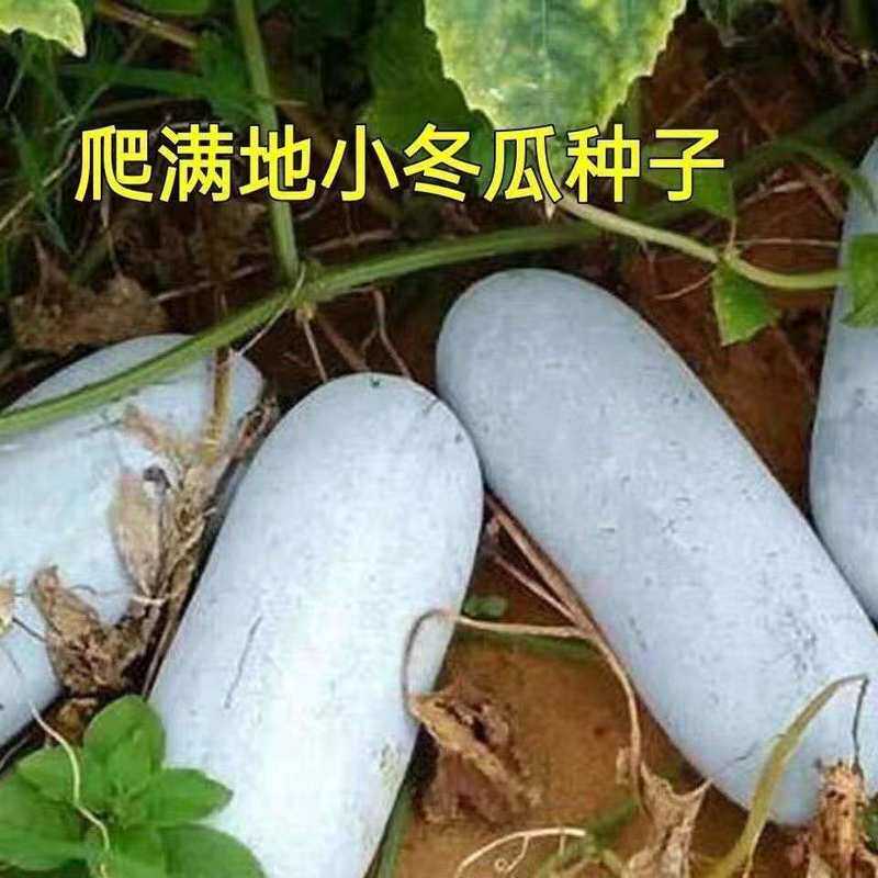 满地爬小冬瓜种子台湾毛节瓜室内四季播春天高产盆栽蔬菜种子大全