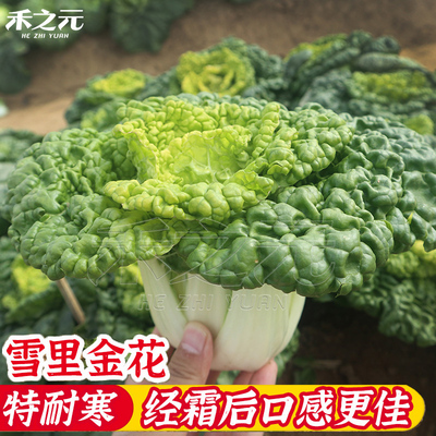 雪里金花黄菊乌乌塌菜菜种子心花心种孑春秋冬菜奶油小白菜农科院