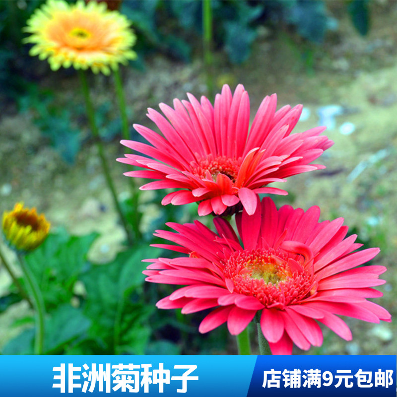 春秋播非洲菊种子 切花盆栽 扶郎花多年生混色大花阳台盆栽非洲菊