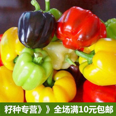 春秋播满10元包邮辣椒 灯笼椒 五彩甜椒种子 阳台四季播种 四季蔬