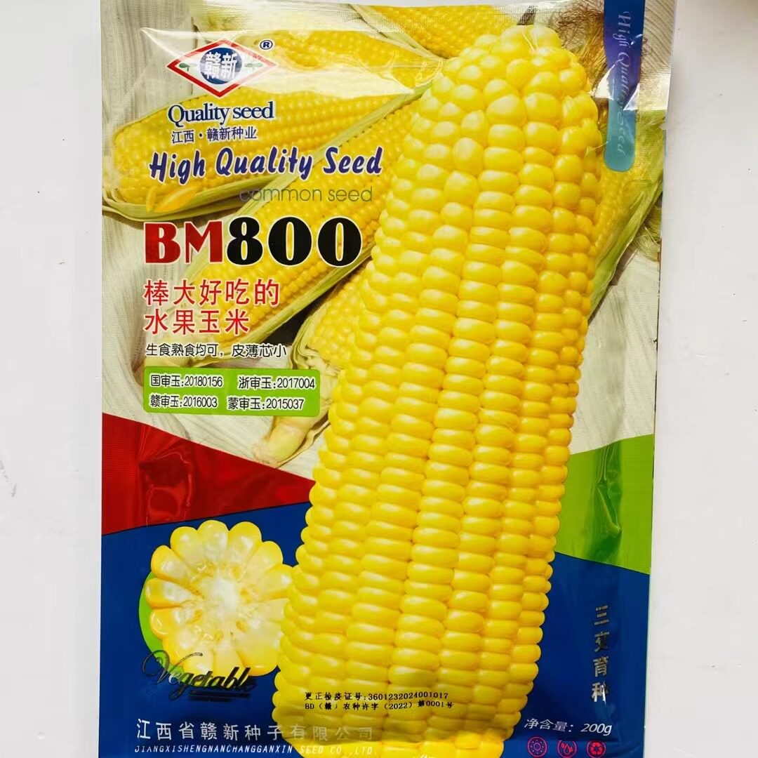 赣新BM800黄玉米种籽子春播大棒水果玉米可生吃薄皮甜脆国审玉米