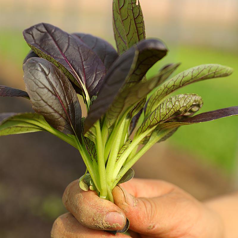 紫叶青帮小白菜种子种籽小油菜青菜秋冬季四季盆栽特色蔬菜种孑