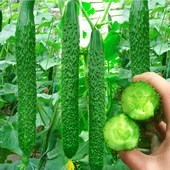 寿光春秋黄瓜种籽原种绿瓤阳台盆栽蔬菜种子四季 播苗秧孑田园农家