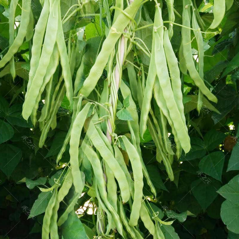 春秋东北绿油豆扁豆种子种孑豆角蔬菜红芸豆四季豆种籽春季夏秋冬