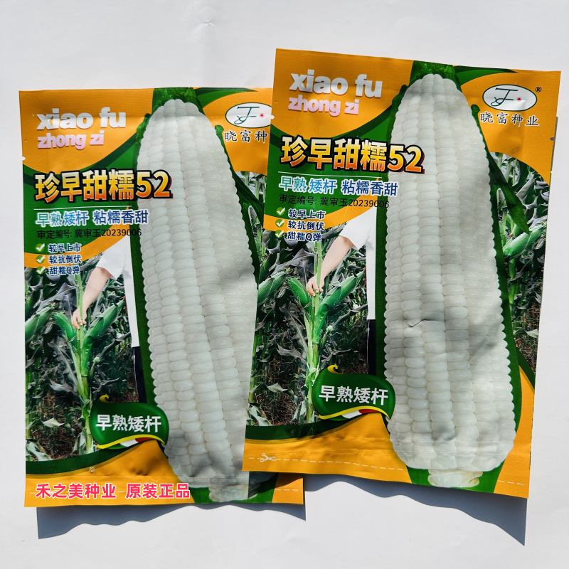 晓富珍早甜糯52玉米种子早熟矮杆粘糯香甜珍珍糯600鲜食玉米种籽