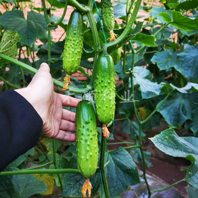 春秋播未来109黄瓜 耐热黄瓜种子 全雌黄瓜 越夏秋延 高产抗病