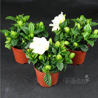 浓香型栀子花盆栽花苗带花苞四季开花不断室内绿萝阳台绿植茉莉花