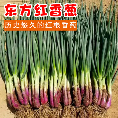 春秋东方红根小香葱种子四季春秋冬季盆栽蔬菜籽易种苗秋小葱种籽