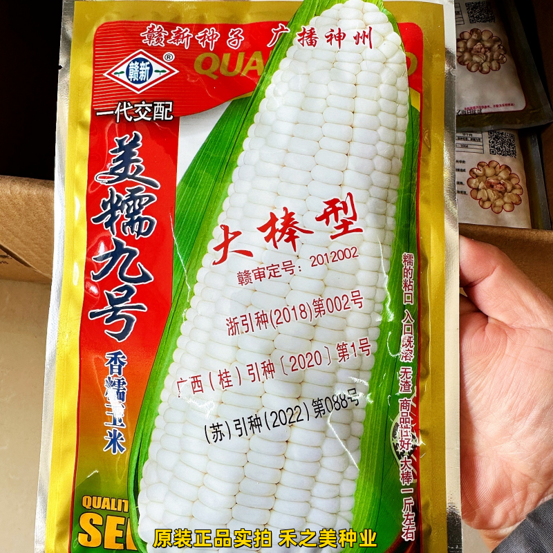 赣新美糯九号白糯玉米种子早熟抗病高产香粘糯玉米南北方春秋季播