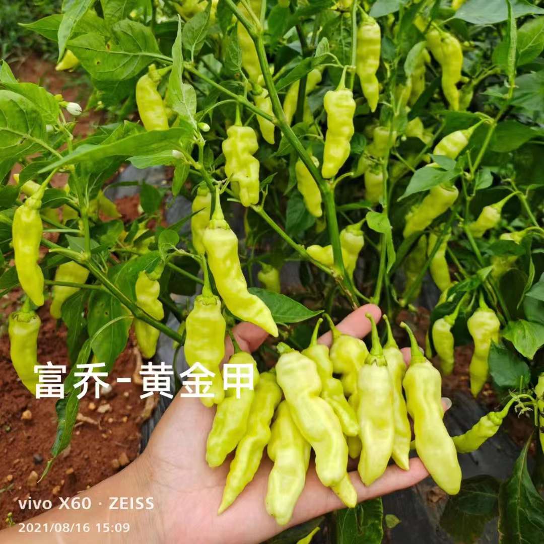云南热销黄金甲大果小米辣种子特辣朝天椒泡椒种籽小米椒种孑早熟