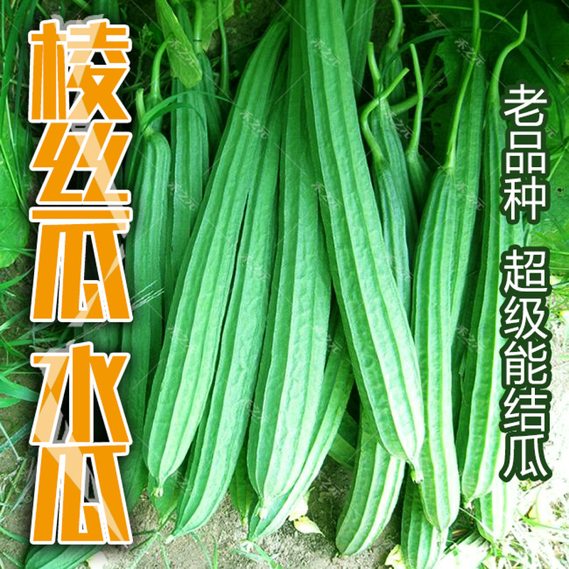 水丝瓜种子农家特菜棱瓜种子棱丝瓜种籽四季丝瓜春季蔬菜种孑爬藤