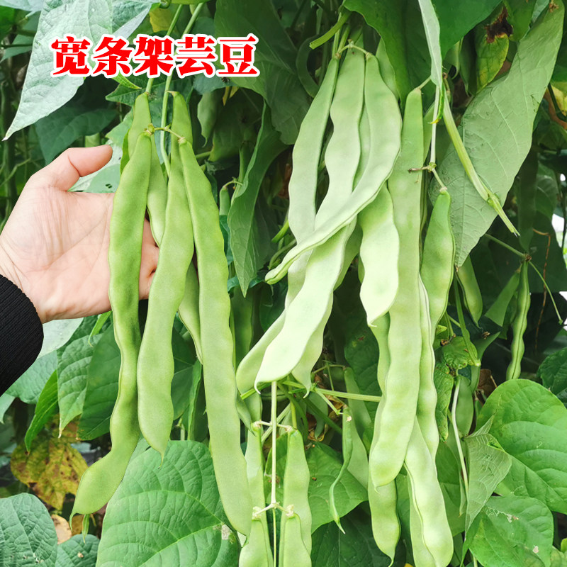 特高产长芸豆种子 翠绿宽豆角耐热抗病农家基地大棚种植架豆种籽