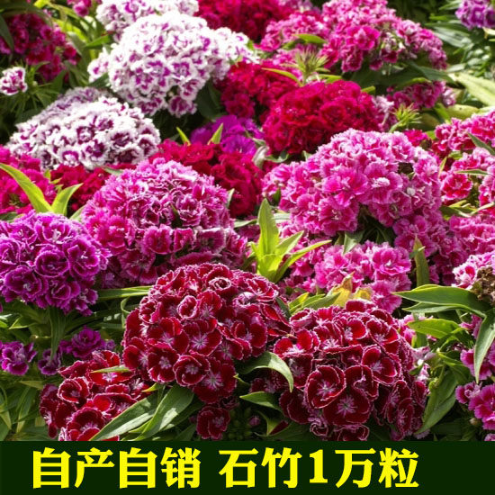 春秋播五彩石竹常夏石竹石竹种子室外室内易活四季春播多年生