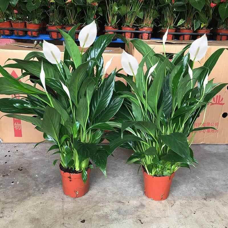 白掌盆栽一帆风顺水培植物办公室内花卉土培绿植办公红掌四季开花