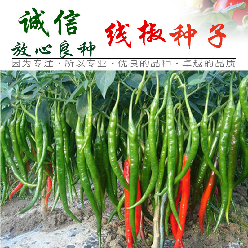 春秋播【农望更新40】特长线椒种子 早中熟 高产超辣辣椒种子 干