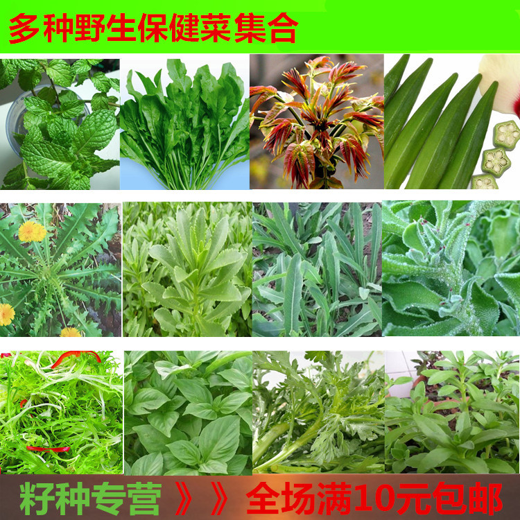 春秋播野菜种籽苦菜苦菜曲麻菜野生荠菜秋葵苦苣冰菜薄荷甜唛菜苗
