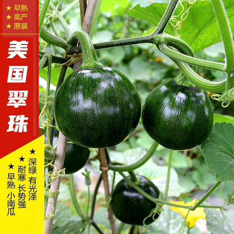 早熟南瓜种孑串铃西葫芦四季蔬菜