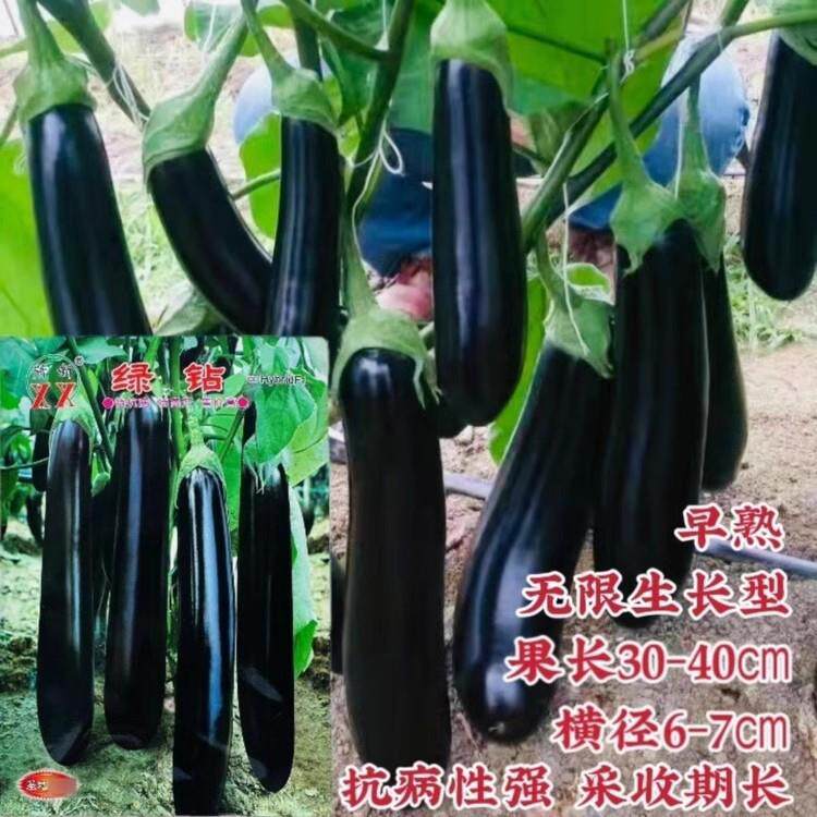 早熟长棒茄种孑萧新绿钻茄子种子无限生长型紫黑色绿萼长茄子种籽
