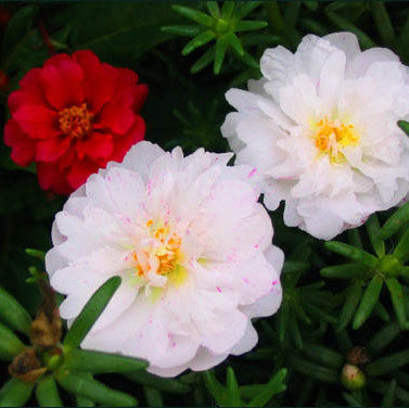 春秋播太阳花 种子 半枝莲 花种子 易种 大花马齿苋盆栽花