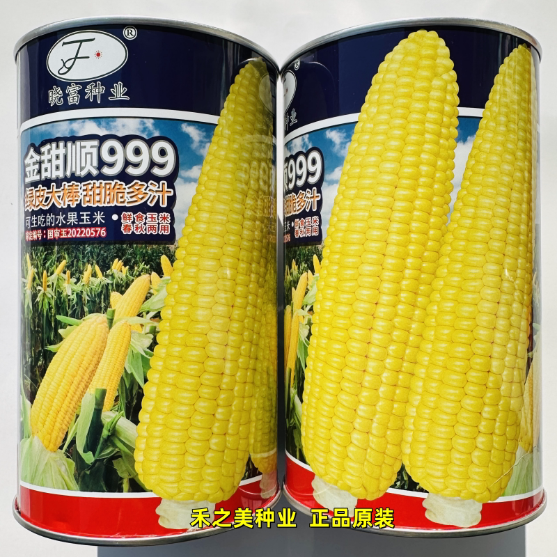 金甜顺999水果玉米种籽绿皮大棒甜脆多汁高产鲜食春秋两用玉米子