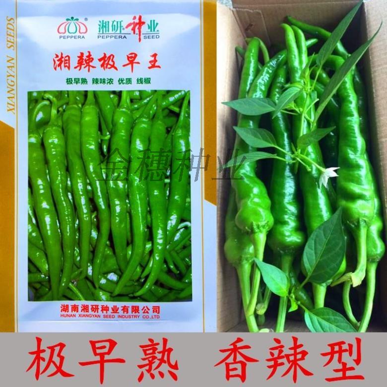湘研辣椒种子蔬菜种子湘辣极早王线椒特早熟采收期长挂果集中早春