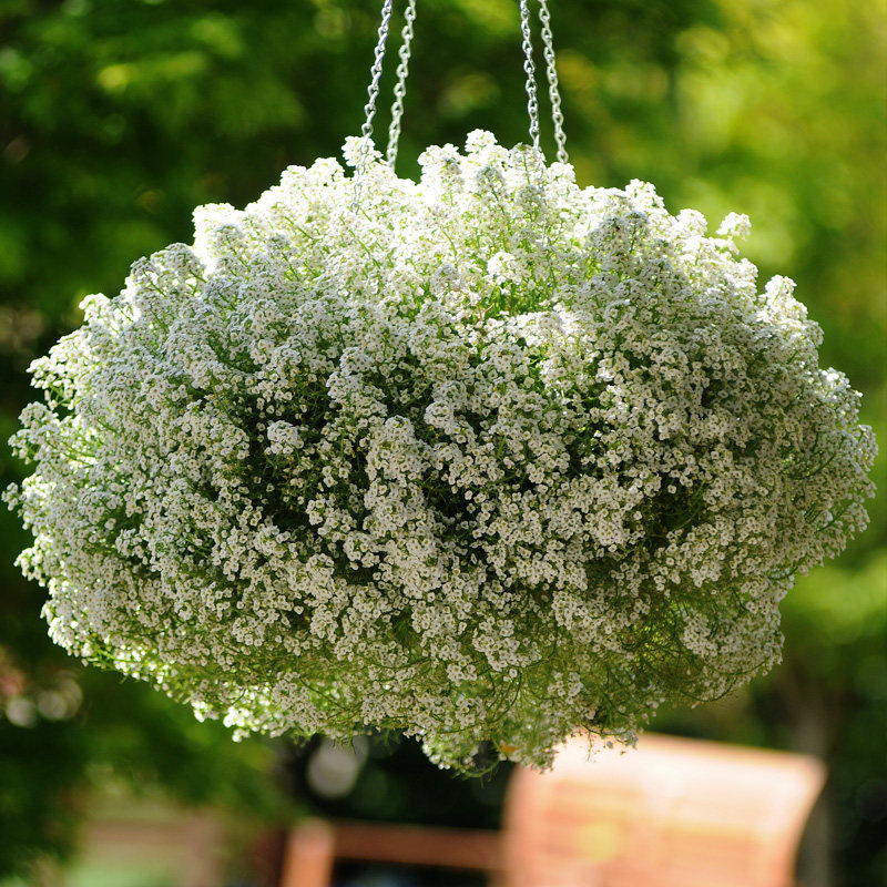 香雪球种子四季可种多年生耐寒花籽盆栽地被花海室内垂吊种子花卉