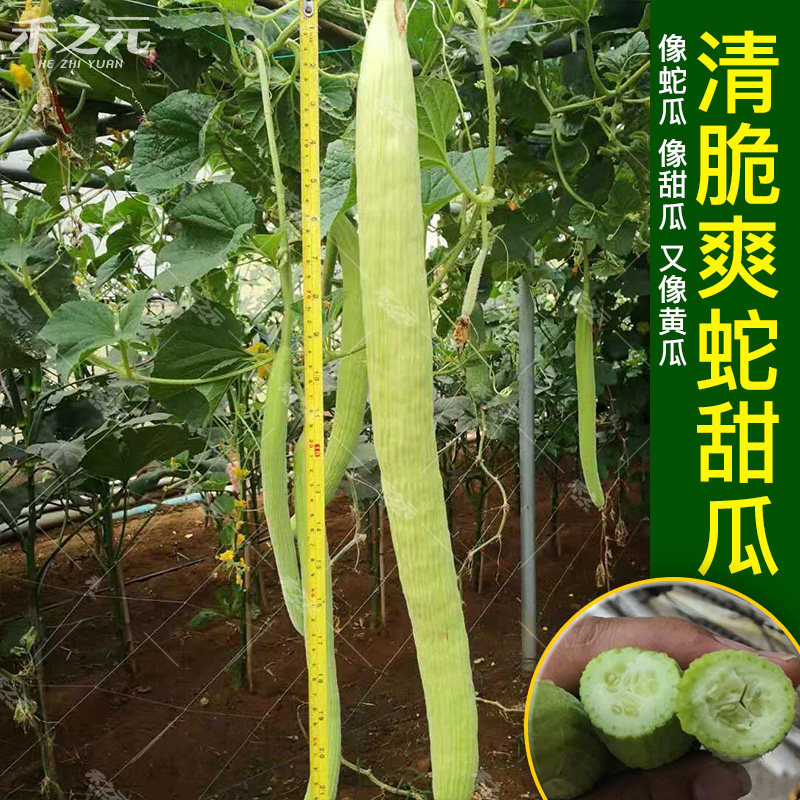 泰国青绿皮青龙菜瓜蔬菜种子脆瓜蛇甜瓜籽烧瓜水果春季四季夏秋冬