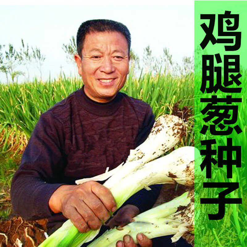 蔬菜春秋长白鸡腿大葱籽种子