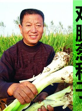 蔬菜春秋长白鸡腿大葱籽种子