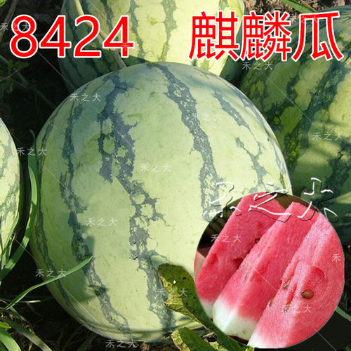 春秋播8424西瓜种子种籽高产无籽麒麟甜王水果蔬菜大小四季播特大