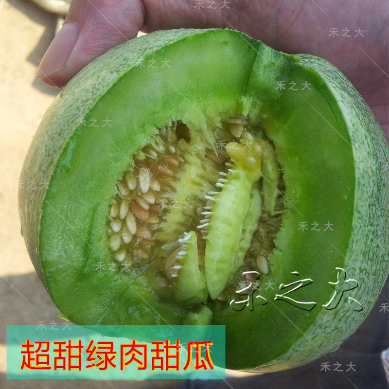 春秋播绿宝石甜瓜种籽 绿皮瓜 甜瓜 绿宝 早熟香瓜甜瓜种籽特大