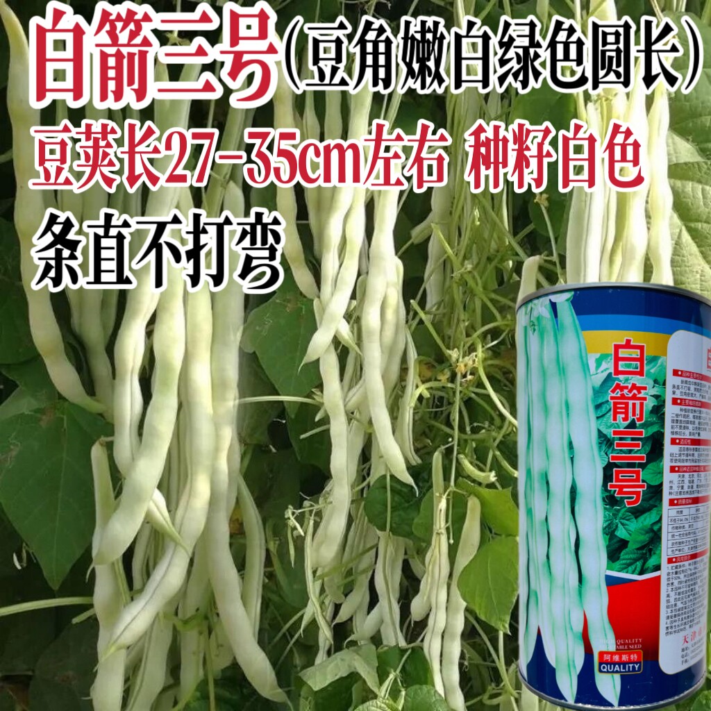 蓟农白箭三号四季豆种子高产荚粗无纤维白嫩架豆种籽农家春秋季播