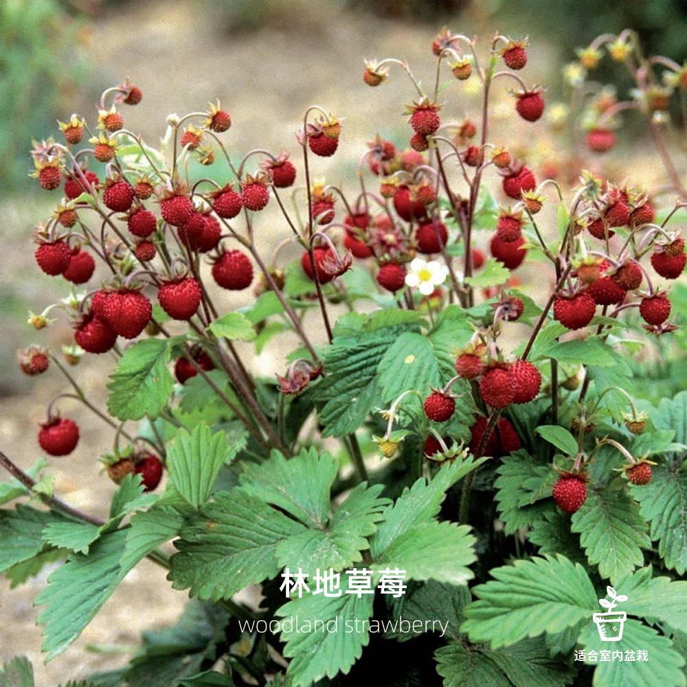 林地草莓 室内盆栽水果 传家宝种子 可食用花园