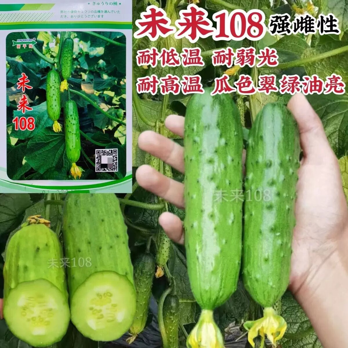 未来108水果黄瓜种籽翠绿强雌性耐高温高产旱黄瓜种子农家春秋播